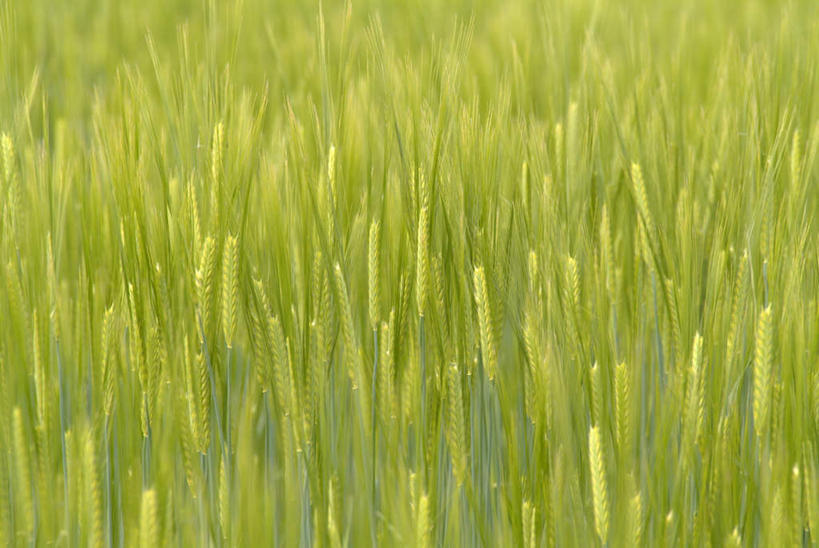 无人,农田,横图,俯视,室外,白天,庄稼,农作物,小麦,美景,福冈县,日本,亚洲,景观,谷物,自然,景色,麦子,自然风光,东亚,福冈,日本国,九州本岛,九州,九州岛,九州地方,彩图,高角度拍摄,耕地,庄稼田