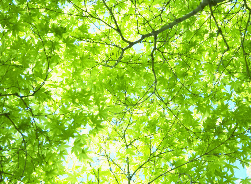 无人,横图,室外,白天,仰视,美景,森林,树林,植物,叶子,福冈县,日本,亚洲,阴影,光线,影子,景观,绿叶,树,树木,绿色,阳光,自然,嫩叶,景色,生长,成长,自然风光,东亚,福冈,日本国,九州本岛,九州,九州岛,九州地方,叶,叶片,彩图,低角度拍摄