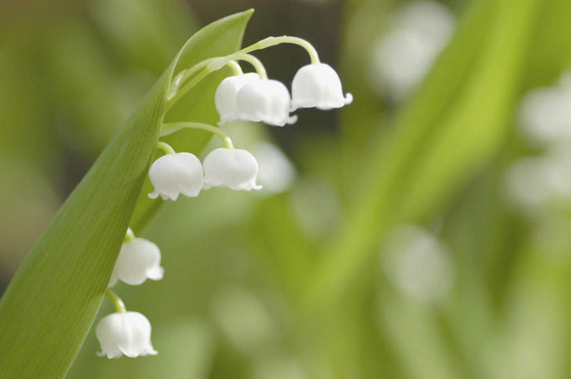 无人,横图,室外,特写,白天,正面,幸福,花海,花圃,美景,植物,叶子,朦胧,模糊,盛开,景观,铃兰花,花蕾,花,花瓣,花朵,花卉,鲜花,绿色,白色,自然,花丛,花束,花田,花苞,花蕊,景色,铃铛花,铃兰,自然风光,君影草,山谷百合,香水花,思念,彩图