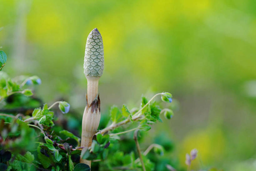 无人,横图,室外,特写,白天,正面,草地,草坪,美景,植物,朦胧,模糊,景观,草,一个,绿色,自然,景色,单个,自然风光,问荆,接续草,公母草,搂接草,空心草,马蜂草,猪鬃草,黄蚂草,节节草,接骨草,彩图,木贼