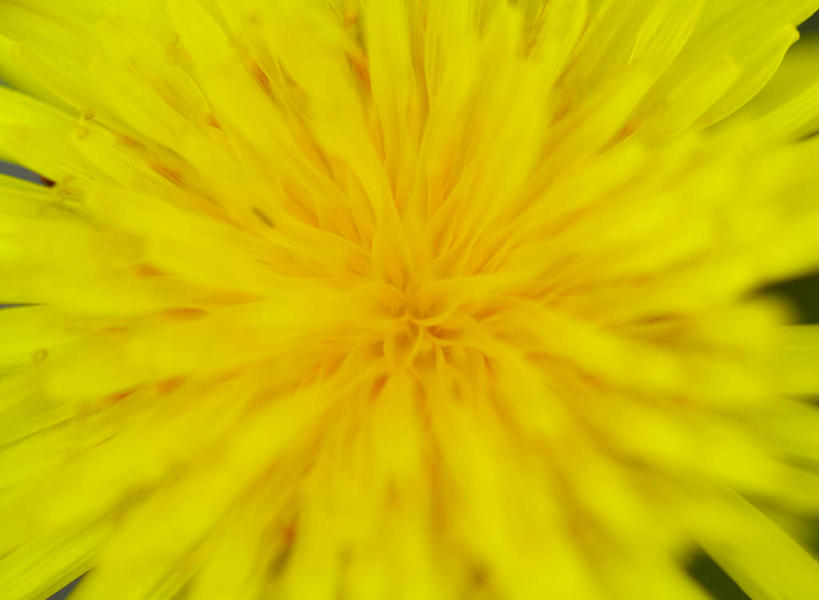 无人,横图,俯视,室外,特写,白天,爱情,美景,蒲公英,福冈县,日本,亚洲,朦胧,模糊,盛开,景观,花蕾,花,花瓣,花朵,鲜花,一朵,黄色,自然,花苞,花蕊,景色,自然风光,东亚,福冈,日本国,九州本岛,九州,九州岛,九州地方,开朗,蒲公草,尿床草,彩图,高角度拍摄