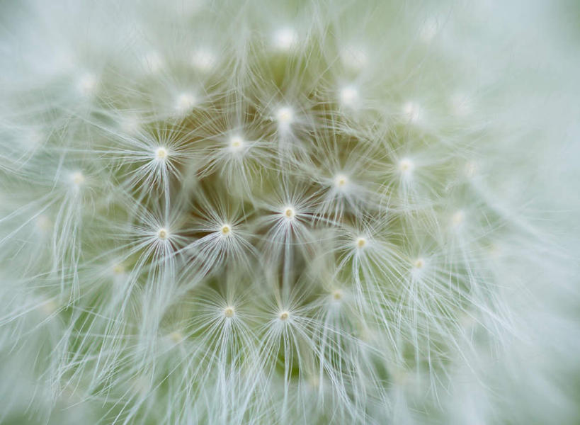 无人,横图,室外,特写,白天,正面,爱情,美景,蒲公英,福冈县,日本,亚洲,朦胧,模糊,盛开,景观,花蕾,花,花瓣,花朵,鲜花,一朵,白色,自然,花苞,花蕊,景色,自然风光,东亚,福冈,日本国,九州本岛,九州,九州岛,九州地方,开朗,蒲公草,尿床草,彩图