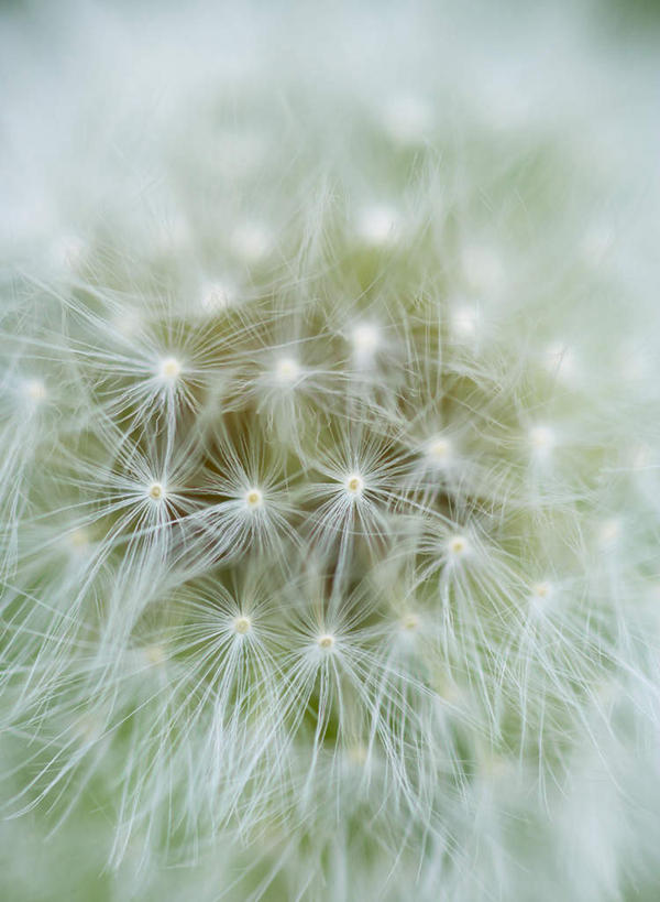 无人,竖图,室外,特写,白天,正面,爱情,美景,蒲公英,福冈县,日本,亚洲,朦胧,模糊,盛开,景观,花蕾,花,花瓣,花朵,鲜花,一朵,白色,自然,花苞,花蕊,景色,自然风光,东亚,福冈,日本国,九州本岛,九州,九州岛,九州地方,开朗,蒲公草,尿床草,彩图