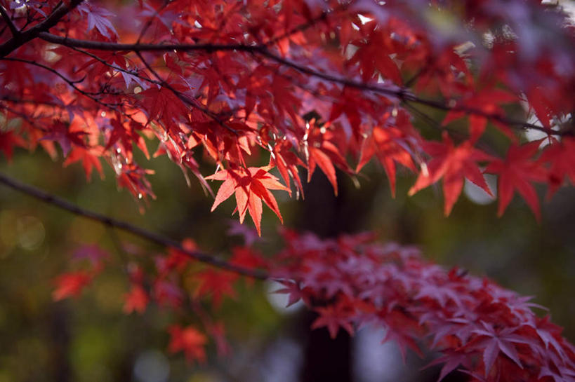 无人,横图,室外,特写,白天,正面,旅游,度假,美景,秋季,枫树,叶子,阴影,朦胧,模糊,光线,影子,景观,枫叶,枯叶,落叶,娱乐,黄色,红色,阳光,自然,享受,休闲,景色,放松,枫树叶,自然风光,槭树,鸡爪槭,叶,叶片,秋,秋天,鸡爪枫,彩图