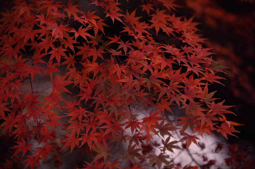 无人,横图,室外,特写,白天,正面,旅游,度假,美景,枫树,叶子,阴影,朦胧,模糊,光线,影子,景观,枫叶,枯叶,落叶,娱乐,黄色,红色,阳光,自然,享受,休闲,景色,放松,枫树叶,自然风光,槭树,鸡爪槭,叶,叶片,鸡爪枫,彩图