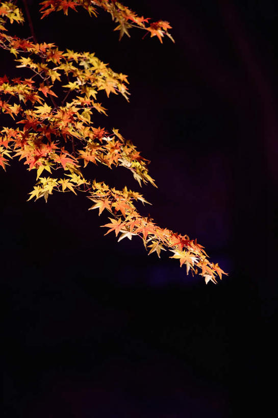 无人,竖图,室外,特写,白天,正面,美景,秋季,枫树,叶子,阴影,黑色背景,光线,影子,景观,枫叶,枯叶,落叶,黄色,红色,阳光,自然,景色,枫树叶,自然风光,槭树,鸡爪槭,叶,叶片,秋,秋天,鸡爪枫,彩图