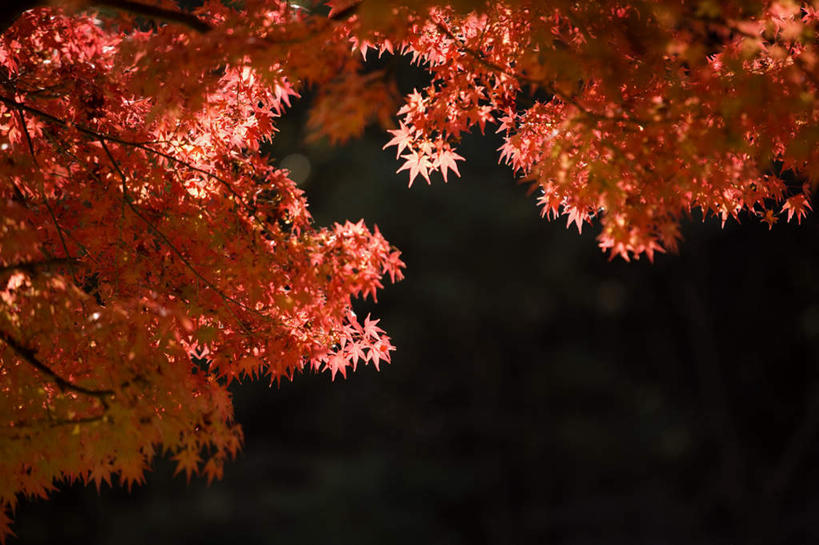 无人,横图,室外,特写,白天,正面,旅游,度假,美景,秋季,枫树,叶子,阴影,黑色背景,光线,影子,景观,枫叶,枯叶,落叶,娱乐,红色,阳光,自然,享受,休闲,景色,放松,枫树叶,自然风光,槭树,鸡爪槭,叶,叶片,秋,秋天,鸡爪枫,彩图