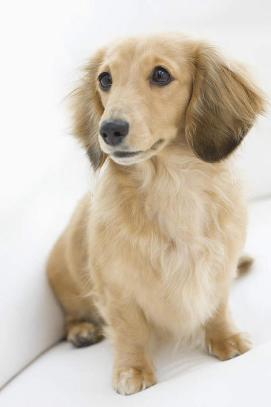 无人,客厅,坐,竖图,室内,白天,正面,沙发,宠物,狗,阴影,反射,腊肠犬,影子,迷你腊肠犬,注视,腊肠狗,一只,动物,观察,看,可爱,观看,察看,起居室,关注,布艺沙发,忠诚,迷你腊肠狗,客堂,犬,坐着,彩图,全身