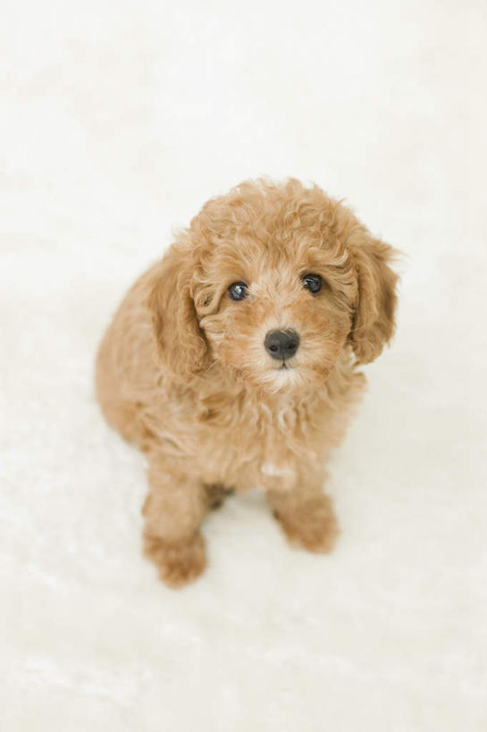 无人,坐,竖图,俯视,室内,白天,白色背景,宠物,狗,棕色,注视,贵宾犬,泰迪犬,一只,动物,观察,看,可爱,摄影,影棚,观看,察看,关注,贵妇犬,忠诚,玩具贵宾犬,泰迪,犬,抬头,仰头,坐着,彩图,高角度拍摄,全身,影棚拍摄,拍摄