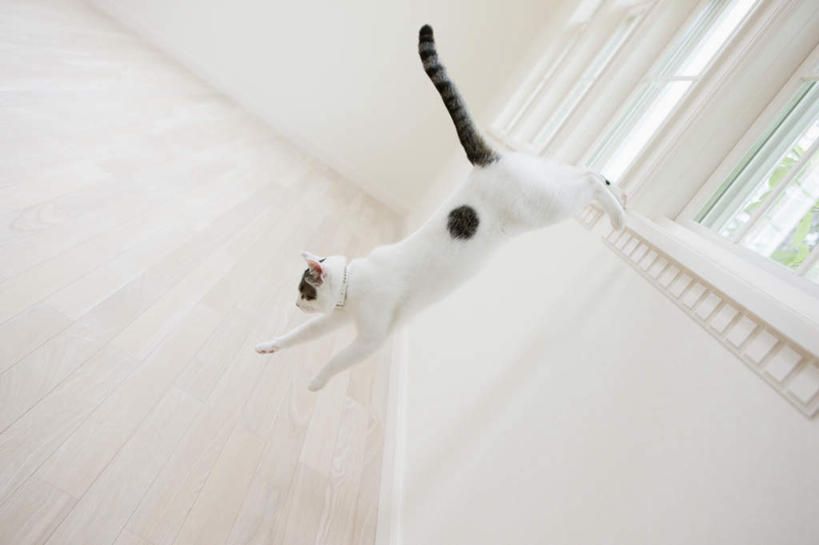 无人,跳,横图,俯视,室内,白天,窗户,宠物,猫,阴影,反射,影子,墙,半空,玻璃窗,墙壁,墙面,一只,白色,黑色,动物,可爱,猫咪,跳跃,彩图,高角度拍摄,全身