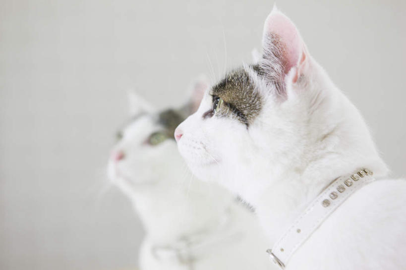 头,无人,横图,室内,特写,白天,侧面,镜子,宠物,猫,注视,一只,动物,观察,看,可爱,观看,镜像,察看,镜面,关注,猫咪,头部,半身,彩图