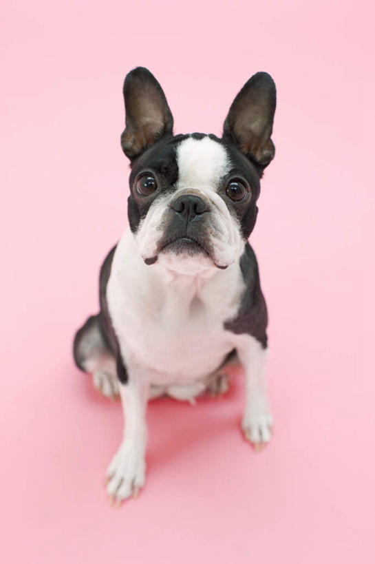 无人,坐,竖图,室内,白天,正面,宠物,狗,粉色背景,梗犬,注视,波士顿犬,一只,白色,黑色,动物,观察,看,可爱,摄影,影棚,观看,察看,关注,波士顿狗,忠诚,波士顿更,波士顿梗,波士顿梗犬,犬,坐着,彩图,全身,影棚拍摄,拍摄