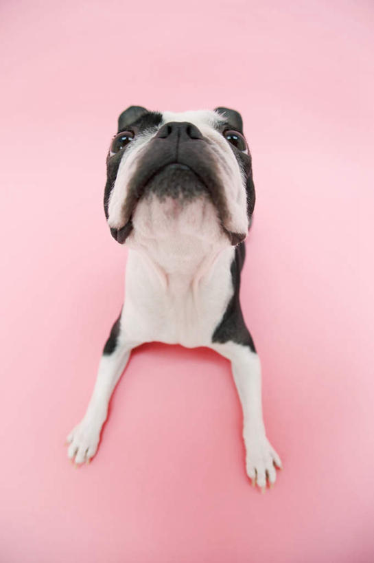 无人,坐,竖图,俯视,室内,白天,宠物,狗,粉色背景,梗犬,注视,波士顿犬,一只,白色,黑色,动物,观察,看,可爱,摄影,影棚,观看,察看,关注,波士顿狗,忠诚,波士顿更,波士顿梗,波士顿梗犬,犬,抬头,仰头,坐着,彩图,高角度拍摄,全身,影棚拍摄,拍摄