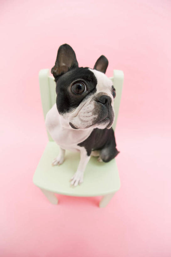 无人,坐,竖图,俯视,室内,白天,宠物,狗,椅子,一把,粉色背景,木椅,梗犬,注视,波士顿犬,一只,白色,黑色,动物,观察,看,可爱,摄影,影棚,观看,察看,关注,波士顿狗,忠诚,波士顿更,波士顿梗,波士顿梗犬,犬,坐着,彩图,高角度拍摄,全身,影棚拍摄,拍摄