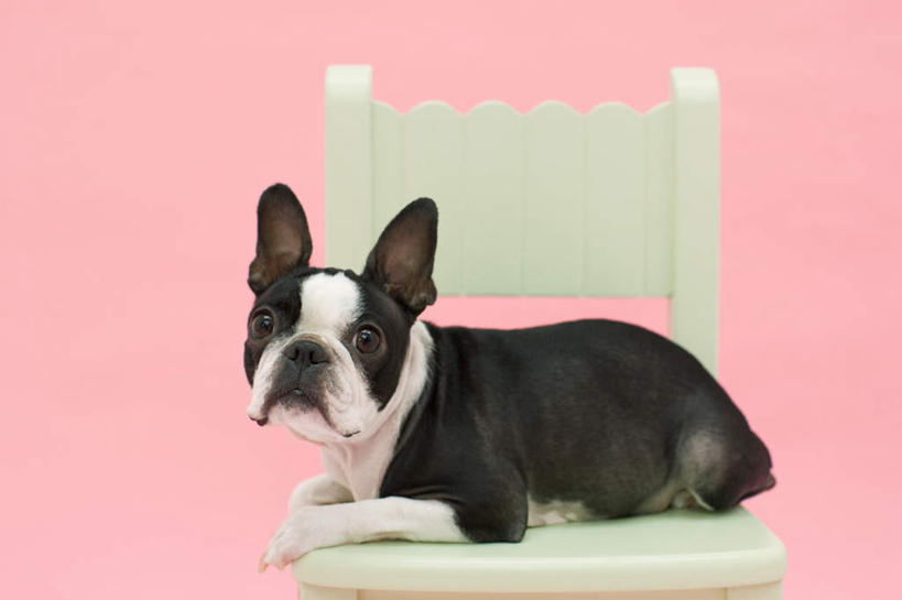 无人,横图,室内,白天,侧面,宠物,狗,椅子,一把,粉色背景,木椅,梗犬,注视,波士顿犬,一只,白色,黑色,动物,观察,看,趴着,可爱,摄影,影棚,观看,察看,关注,波士顿狗,忠诚,波士顿更,波士顿梗,波士顿梗犬,犬,趴,彩图,全身,影棚拍摄,拍摄