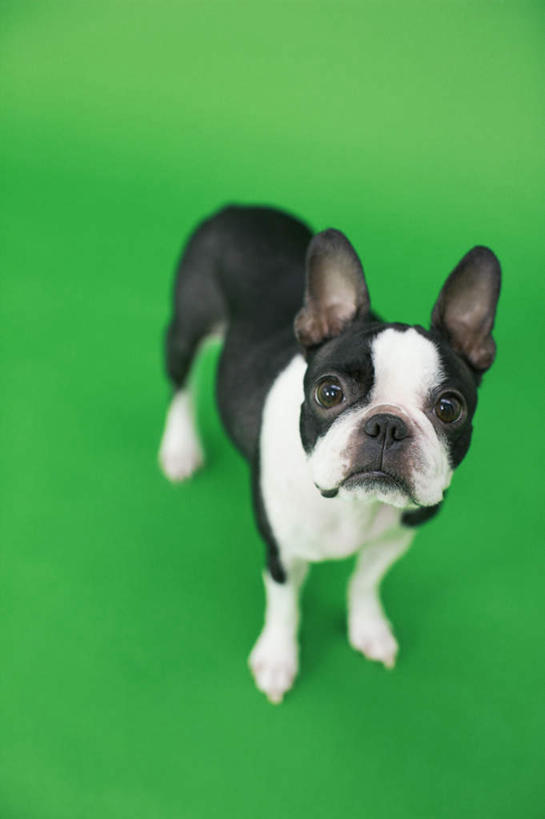 无人,站,竖图,俯视,室内,白天,宠物,狗,绿色背景,梗犬,注视,波士顿犬,一只,白色,黑色,动物,观察,看,站着,可爱,摄影,影棚,观看,察看,关注,波士顿狗,忠诚,波士顿更,波士顿梗,波士顿梗犬,犬,站立,彩图,高角度拍摄,全身,影棚拍摄,拍摄