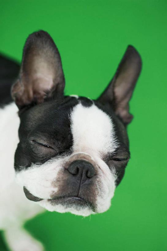 头,无人,站,闭眼,竖图,室内,特写,白天,正面,宠物,狗,绿色背景,梗犬,波士顿犬,一只,白色,黑色,动物,站着,可爱,摄影,影棚,波士顿狗,忠诚,波士顿更,波士顿梗,波士顿梗犬,头部,犬,闭眼睛,闭着眼,闭着眼睛,站立,半身,彩图,影棚拍摄,拍摄