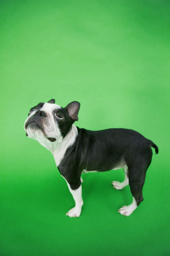 无人,站,竖图,室内,白天,侧面,宠物,狗,绿色背景,梗犬,注视,波士顿犬,一只,白色,黑色,动物,观察,看,站着,可爱,摄影,影棚,观看,察看,关注,波士顿狗,忠诚,波士顿更,波士顿梗,波士顿梗犬,犬,抬头,仰头,站立,彩图,全身,影棚拍摄,拍摄