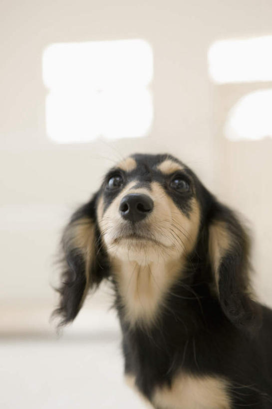 头,无人,站,竖图,室内,特写,白天,正面,地毯,宠物,狗,阴影,朦胧,模糊,装饰,编织,反射,影子,手工艺品,墙,棕色,织物,猎犬,注视,墙壁,墙面,一只,黑色,动物,工艺品,观察,看,站着,可爱,观看,华丽,修饰,点缀,察看,关注,德国猎犬,忠诚,衬托,美观,雅致,雅观,昂首,头部,犬,抬头,仰头,站立,半身,彩图