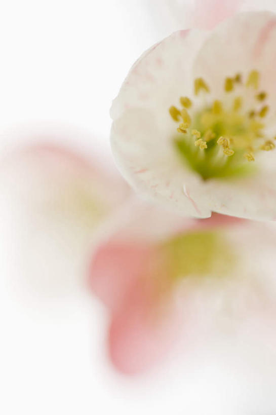 无人,竖图,室内,特写,白天,白色背景,正面,朦胧,模糊,盛开,梅花,花蕾,花,花瓣,花朵,鲜花,花苞,花蕊,摄影,影棚,高雅,坚强,梅,彩图,影棚拍摄,拍摄