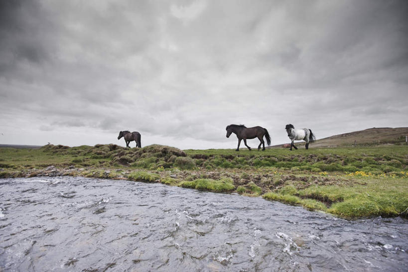 无人,站,走,横图,俯视,室外,白天,草地,草坪,河流,美景,水,植物,马,野生动物,阴影,光线,影子,河水,景观,水流,云,云朵,云彩,草,蓝色,绿色,白云,蓝天,天空,阳光,自然,动物,天,站着,景色,运输,牲畜,晴朗,自然风光,三匹,晴空,步行,散步,站立,走路,彩图,高角度拍摄