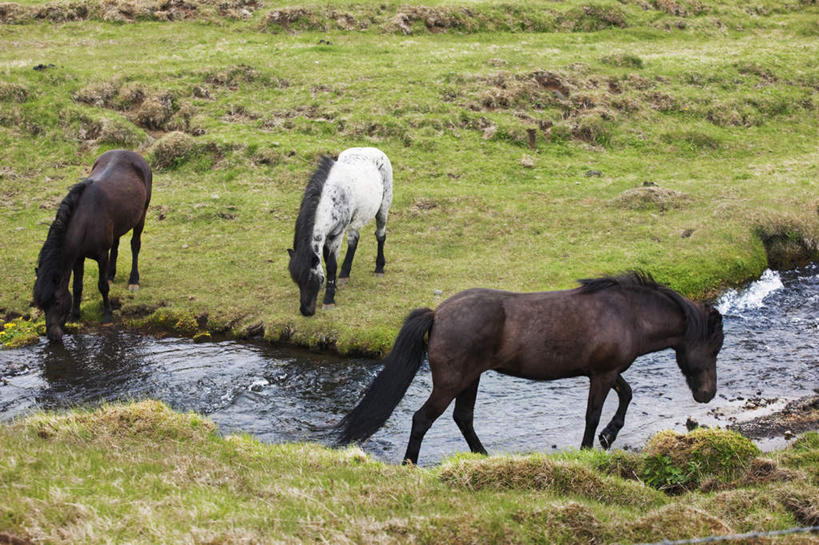无人,站,走,横图,俯视,室外,白天,草地,草坪,河流,美景,水,植物,马,野生动物,喝,阴影,光线,影子,河水,景观,水流,云,云朵,云彩,草,蓝色,绿色,白云,蓝天,天空,阳光,自然,动物,天,低头,站着,景色,运输,牲畜,晴朗,自然风光,三匹,晴空,步行,散步,站立,走路,彩图,高角度拍摄