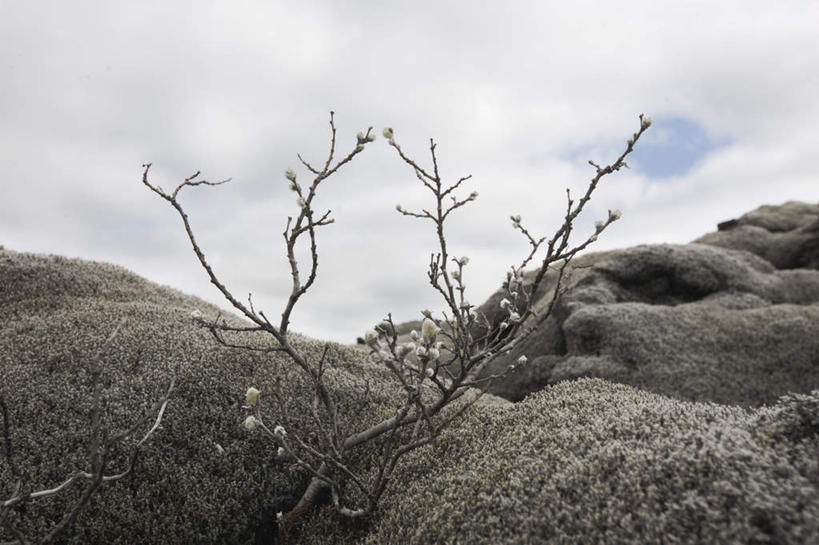 无人,横图,俯视,室外,白天,石头,美景,沙滩,山,植物,一棵,枯萎,沙子,石子,海岸,景观,山峰,云,云朵,枯树,枝条,沙地,山峦,云彩,树,树干,树木,树枝,蓝色,绿色,白云,蓝天,天空,自然,天,景色,生长,晴朗,成长,自然风光,海滩,石块,岩石,晴空,彩图,高角度拍摄