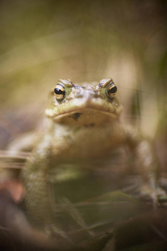 无人,竖图,室外,特写,白天,正面,草地,美景,植物,蟾蜍,野生动物,瑞典,欧洲,阴影,朦胧,模糊,光线,影子,景观,注视,草,一只,绿色,阳光,自然,动物,观察,看,趴着,景色,活泼,观看,察看,斯堪的纳维亚,关注,自然风光,北欧,斯堪的那维亚,斯堪的那维亚半岛,斯堪的纳维亚半岛,蟾,瑞典王国,癞蛤蟆,蛤蟆,趴,抬头,仰头,彩图,全身