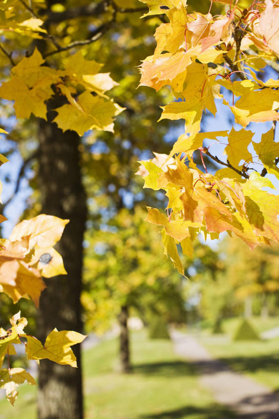 无人,竖图,室外,白天,正面,旅游,度假,草地,草坪,美景,植物,枫树,叶子,瑞典,欧洲,阴影,朦胧,模糊,光线,影子,景观,枯叶,落叶,娱乐,草,黄色,绿色,阳光,自然,享受,休闲,景色,放松,斯堪的纳维亚,自然风光,北欧,斯堪的那维亚,斯堪的那维亚半岛,斯堪的纳维亚半岛,槭树,糖枫,糖槭,糖槭树,瑞典王国,乌普萨拉省,叶,叶片,彩图