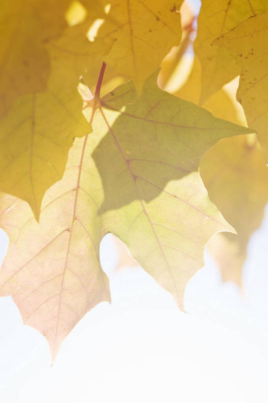 无人,竖图,室外,特写,白天,仰视,美景,植物,叶子,阴影,朦胧,模糊,光线,影子,景观,枫叶,枯叶,落叶,枝条,树,树木,树枝,黄色,红色,阳光,自然,景色,枫树叶,自然风光,虬枝,枝杈,叶,叶片,彩图,低角度拍摄