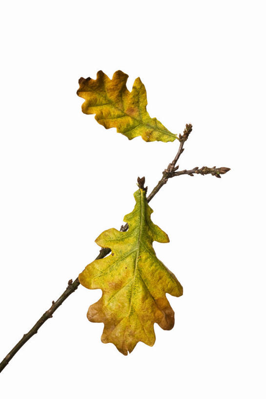 无人,竖图,室内,特写,白天,白色背景,正面,秋季,植物,叶子,枯萎,枝条,树,树木,树枝,黄色,摄影,影棚,死亡,虬枝,枝杈,枯败,叶,叶片,秋,秋天,彩图,影棚拍摄,拍摄