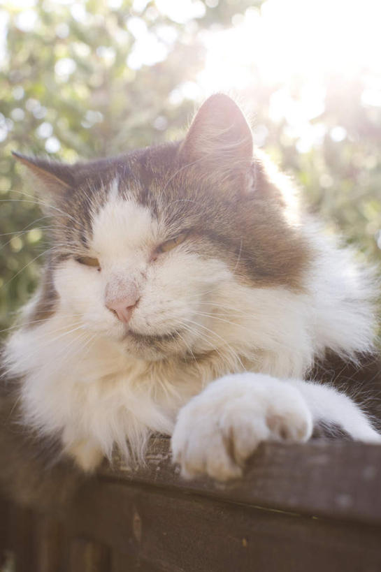 无人,竖图,室外,白天,仰视,植物,宠物,猫,阴影,光线,影子,树,树木,一只,蓝色,绿色,蓝天,天空,阳光,自然,动物,天,趴着,可爱,生长,晴朗,成长,猫咪,万里无云,挪威森林猫,晴空,晴空万里,趴,彩图,低角度拍摄