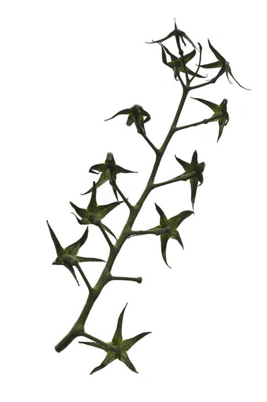 无人,竖图,俯视,室内,特写,白天,白色背景,餐桌,桌子,西红柿,小番茄,水果,阴影,新鲜,反射,影子,生食,食品,茎,果实,枝条,食物,摄影,有机食品,绿色食品,影棚,餐台,小西红柿,樱桃小番茄,珍珠小番茄,樱桃番茄,圣女果,番茄,彩图,高角度拍摄,影棚拍摄,拍摄