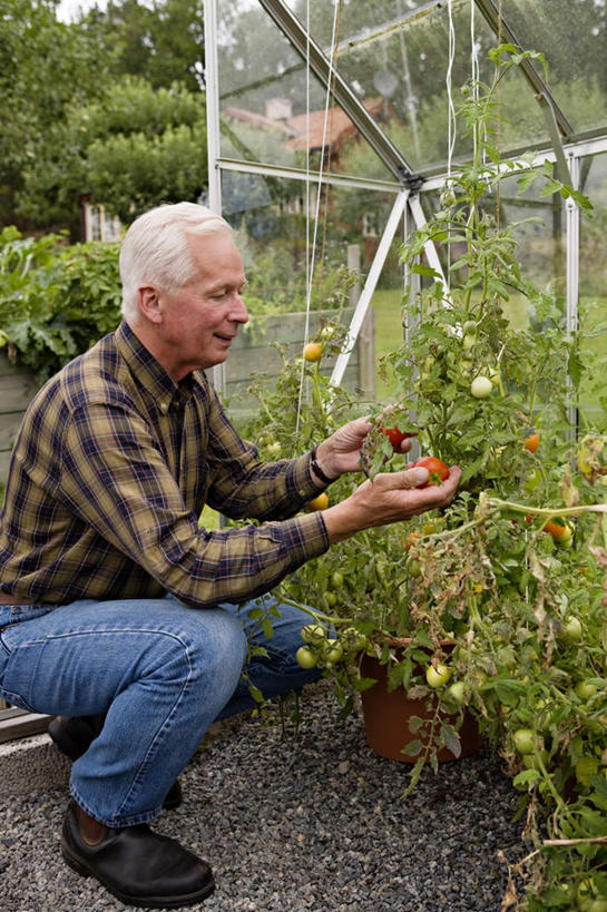 西方人,头发,一个人,家,菜园,蹲,笑,微笑,露齿笑,竖图,室外,白天,侧面,旅游,度假,农作物,田园,蔬菜,西红柿,玻璃,欧洲,欧洲人,仅一个男性,仅一个人,许多,握,种植,阴影,服装,新鲜,时间,光线,时钟,手表,影子,房屋,屋子,食品,拿,计时,拿着,注视,休闲装,娱乐,楼房,住宅,玻璃制品,食物,衣服,阳光,钟表,观察,看,仅一个老年男性,享受,休闲,休闲服,表,放松,握着,服饰,有机食品,绿色食品,观看,灰白,腕表,察看,栽培,栽种,关注,菜棚,田庄,地棚,莳植,老年男性,男人,男性,白种人,钟,番茄,蹲着,半身,彩图,房子
