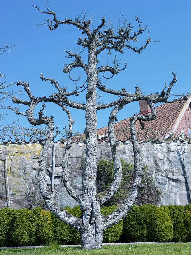 无人,家,竖图,室外,白天,仰视,烟囱,植物,瑞典,欧洲,许多,阴影,光线,标志,图案,文字,影子,字符,字母,房屋,墙,屋子,围墙,枯树,枯枝,枝条,标识,楼房,墙壁,墙面,住宅,树,树木,树枝,蓝色,蓝天,天空,阳光,绿色植物,天,灌木,斯堪的纳维亚,北欧,斯堪的纳维亚半岛,瑞典王国,虬枝,枝杈,彩图,低角度拍摄,房子,克里斯蒂安斯塔德