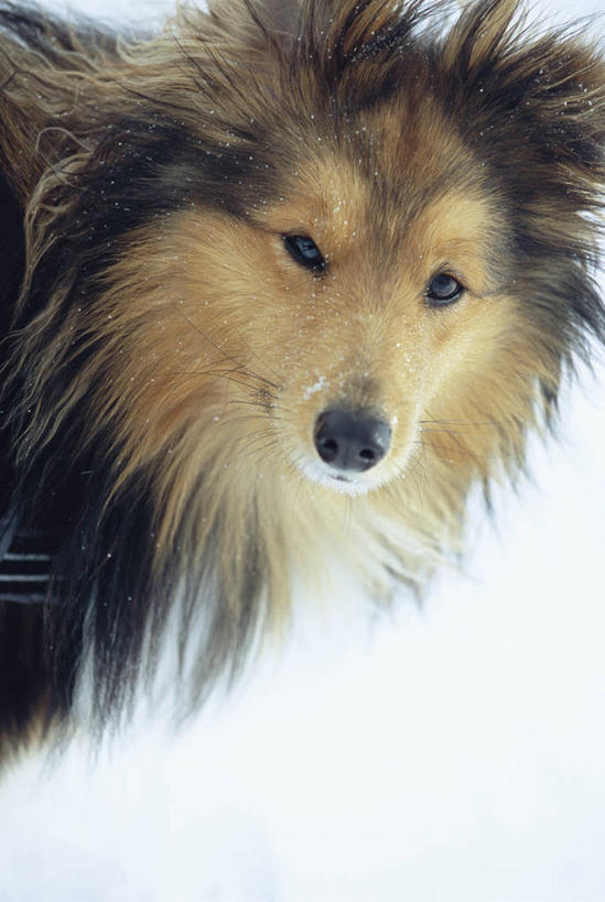 无人,站,竖图,室外,特写,白天,侧面,雪,大雪,宠物,狗,积雪,雪景,冬季,冬天,扭头,注视,一只,动物,观察,看,站着,转头,寒冷,可爱,牧羊犬,观看,察看,关注,喜乐蒂牧羊犬,忠诚,喜乐蒂,喜乐蒂犬,严寒,设得兰群岛牧羊犬,谢德兰牧羊犬,犬,站立,半身,彩图