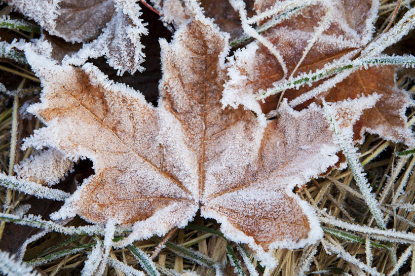 无人,横图,俯视,室外,特写,白天,美景,叶子,挪威,欧洲,吊挂,悬挂,清澈,景观,枫叶,枯叶,落叶,挂,霜,黄色,红色,自然,景色,寒冷,枫树叶,冰冷,斯堪的纳维亚,自然风光,北欧,斯堪的那维亚,斯堪的那维亚半岛,斯堪的纳维亚半岛,严寒,冰凉,酷寒,凛冽,凛凛,极冷,挪威王国,清亮,默勒.鲁姆斯达尔,默勒.鲁姆斯达尔郡,叶,叶片,彩图,高角度拍摄