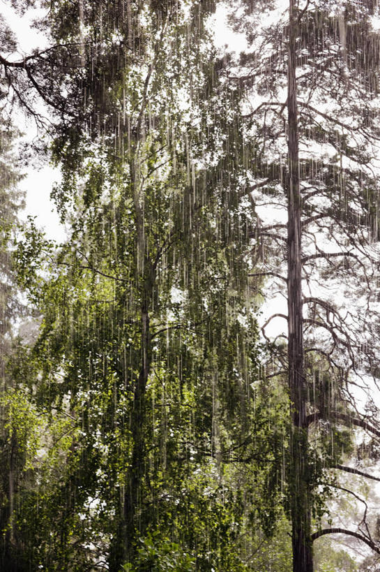 无人,竖图,室外,白天,仰视,美景,森林,树林,雨,植物,暴雨,大雨,瑞典,欧洲,景观,首都,树,树木,绿色,自然,景色,生长,成长,细雨,斯堪的纳维亚,自然风光,北欧,斯德哥尔摩,斯堪的那维亚,斯堪的那维亚半岛,斯堪的纳维亚半岛,首府,瑞典王国,斯德哥尔摩省,小雨,彩图,低角度拍摄