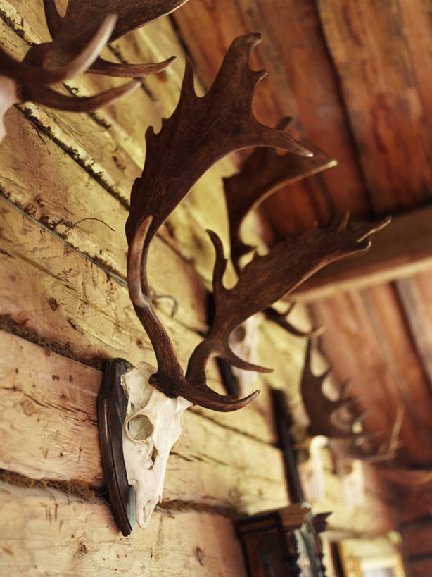 无人,家,木屋,竖图,室内,特写,白天,仰视,哺乳动物,鹿,野生动物,静物,吊挂,悬挂,阴影,反射,木制,影子,墙,挂,墙壁,墙面,住宅,动物,木制品,可爱,活泼,驼鹿,鹿角,罕达犴,堪达犴,彩图,低角度拍摄,茅舍,茅屋,棚屋,小木屋,小屋