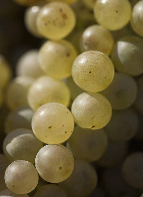 无人,竖图,俯视,室外,特写,白天,葡萄,水果,一串,阴影,朦胧,模糊,新鲜,反射,影子,生食,食品,果实,食物,绿色,有机食品,绿色食品,山葫芦,蒲桃,草龙珠,彩图,高角度拍摄