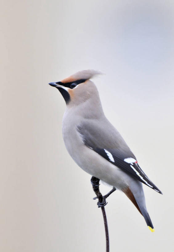 无人,站,竖图,室外,特写,白天,侧面,美景,植物,鸟,阴影,光线,鸟类,太平鸟,影子,景观,枝条,注视,树,树木,树枝,一只,阳光,自然,观察,看,站着,景色,观看,察看,关注,自然风光,连雀,虬枝,枝杈,站立,彩图,全身