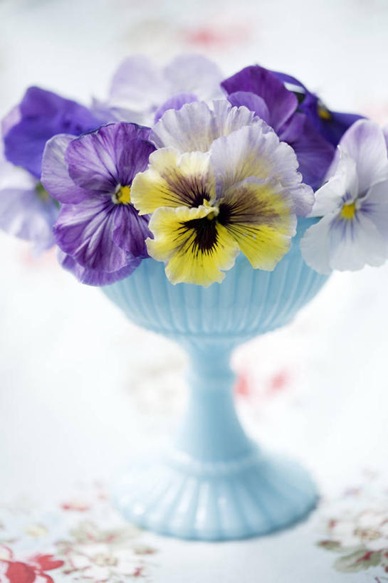 无人,竖图,室内,特写,白天,正面,幸福,桌子,紫罗兰,花盆,阴影,装饰,盛开,反射,影子,陶瓷,陶瓷制品,清凉,花蕾,花,花瓣,花朵,鲜花,黄色,紫色,白色,容器,夏天,花苞,花蕊,储藏,华丽,修饰,点缀,储存,三色紫罗兰,永恒,衬托,美观,雅致,雅观,质朴,美德,纯爱,草紫罗兰,草桂花,彩图,贮存