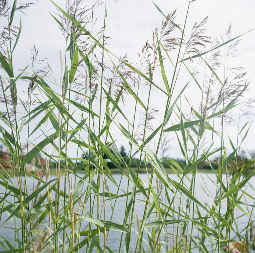 无人,横图,室外,特写,白天,正面,美景,芦苇,叶子,瑞典,欧洲,景观,粽叶,绿叶,蓝色,蓝天,天空,自然,天,嫩叶,景色,晴朗,斯堪的纳维亚,自然风光,北欧,斯堪的纳维亚半岛,万里无云,箬叶,芦苇叶,瑞典王国,叶,叶片,晴空,晴空万里,彩图