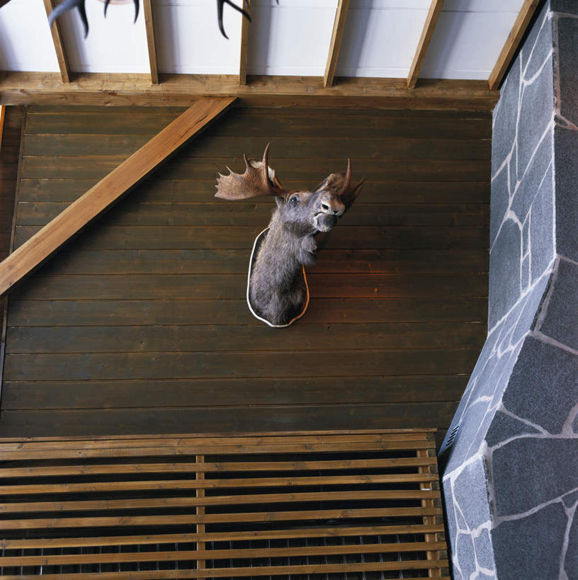 脸,头,脸颊,无人,竖图,室内,白天,正面,天花板,哺乳动物,鹿,野生动物,吊挂,悬挂,装饰,标本,墙,挂,墙壁,墙面,动物,可爱,活泼,华丽,修饰,点缀,衬托,美观,雅致,雅观,头部,脸部,脸蛋,面部,彩图