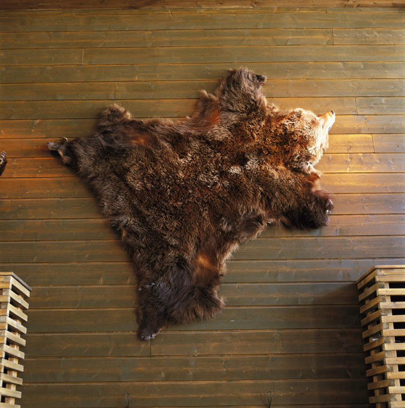 无人,竖图,俯视,室内,白天,地板,野生动物,熊,一张,装饰,标本,墙,地面,木地板,墙壁,墙面,动物,华丽,修饰,皮毛,点缀,凶猛,衬托,美观,雅致,雅观,残暴,凶残,棕熊,马熊,彩图,高角度拍摄