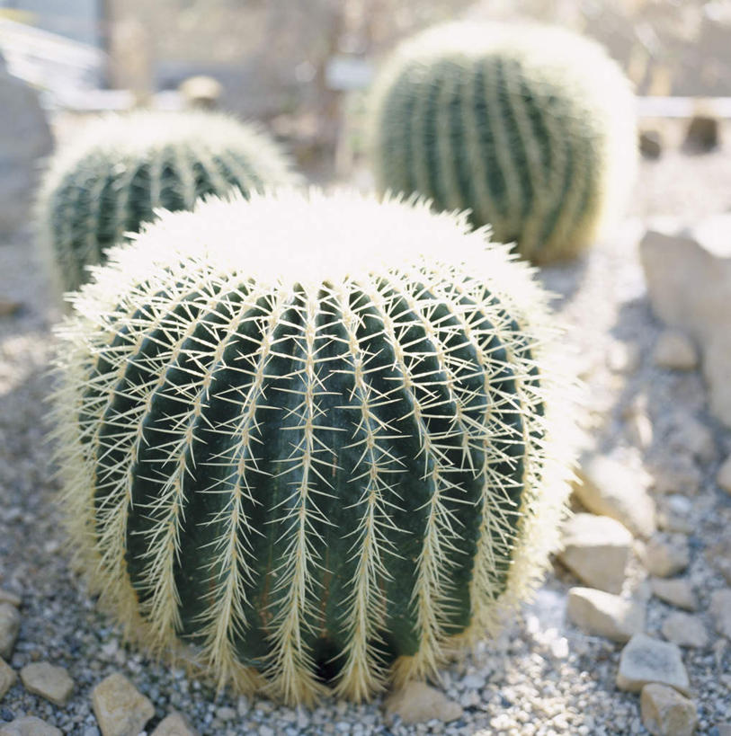 无人,竖图,俯视,室外,白天,石头,美景,植物,仙人球,石子,景观,草药,中药,自然,景色,自然风光,药材,中草药,中药材,本草,石块,草球,长盛球,彩图,高角度拍摄