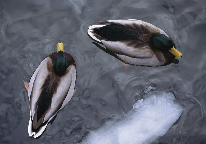 游泳,无人,横图,俯视,室外,白天,旅游,度假,湖,湖泊,美景,水,鸟,鸳鸯,波纹,鸟类,湖面,景观,水流,水面,娱乐,水纹,自然,波浪,湖水,两只,享受,休闲,景色,放松,自然风光,林鸳鸯,北美鸳鸯,泅水,树鸳鸯,拍浮,彩图,高角度拍摄,全身