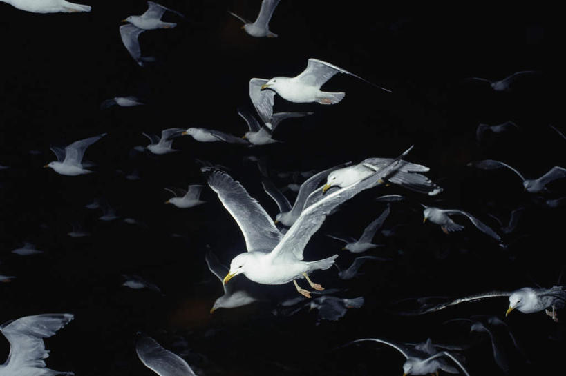 无人,横图,室外,白天,正面,旅游,度假,美景,海鸟,海鸥,鸟,许多,飞翔,飞行,鸟类,景观,翱翔,娱乐,飞,自然,享受,休闲,景色,放松,自然风光,彩图,全身