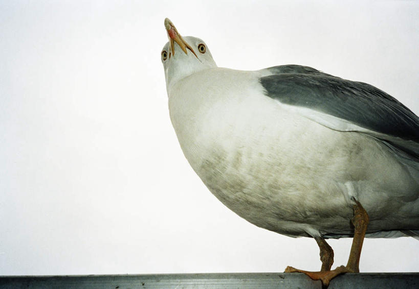 无人,站,横图,室外,白天,仰视,海鸟,海鸥,鸟,鸟类,注视,一只,天空,看,站着,关注,抬头,仰头,站立,彩图,低角度拍摄