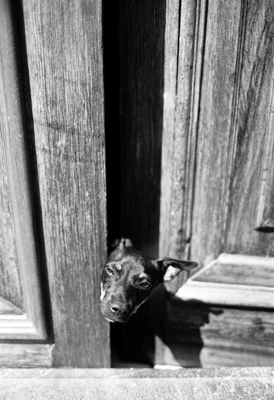 脸,头,脸颊,无人,竖图,俯视,室外,白天,门,宠物,狗,阴影,光线,木制,影子,阳光,动物,木制品,门框,可爱,忠诚,头部,脸部,脸蛋,面部,犬,彩图,高角度拍摄